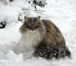 Winter Norwegian Forest Cat 