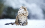 Зимнее фото Сибирской кошки