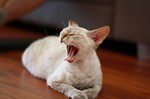 Yawning Devon Rex 