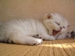 Yawning Highlander kitten