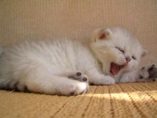 Yawning Highlander kitten wallpaper