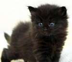 York Chocolate Cat kitten