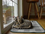 Charming Ocicat cats