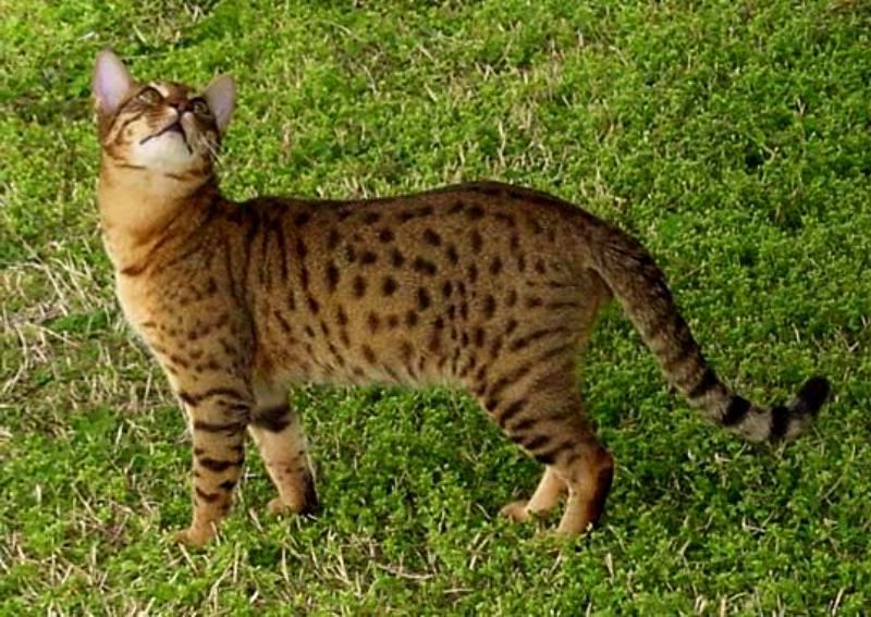 Кошка породы Чито на траве фото
