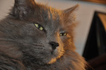 Сrafty Nebelung face